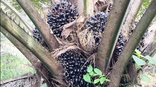 kehebatan buah sawit topas 3 sangat  jos