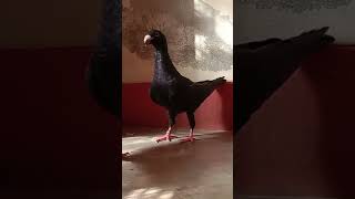 #pigeon #fancy #birdspecies #bird #shortvideo #pet #shorts #short #king #shortsyoutube