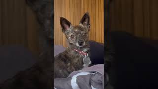 Puppy Dog Betty Girl Sitting Up On The Bed With Her Dad. #betty #shorts #bettygirlshorts #puppy #dog