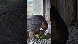 Falcon Attack On Parrot #birds #animals #wildlife