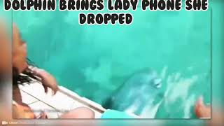 Dolphin retrieves lady's phone from ocean video 🐬🐬🐬