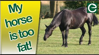 The Biggest Mistakes Made by Horse Owners - Part 2 - (MY HORSE IS TOO FAT)