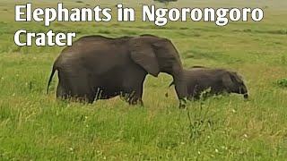 The  Big 5  | Elephants one of the  Big 5' s Ngorongoro Crater | Ngorongoro Crater Tanzania I