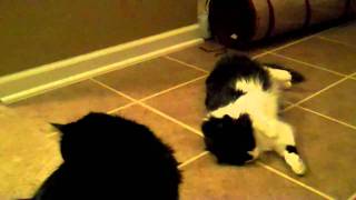 Cats' First Experience With Catnip