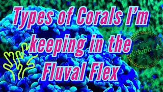 The Different types of corals I’m keeping in the Fluval Flex 32.5 Reef setup!