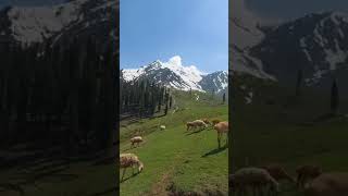 ShogranValley🇵🇰🔥#kaghan #pakistan #beautiful #beauty #shorts #shortsvideo #snowfall #islamabad #icc