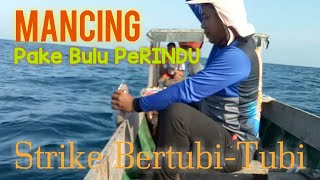 Cara Mancing Pakai Bulu [Strike Bertubi-tubi]