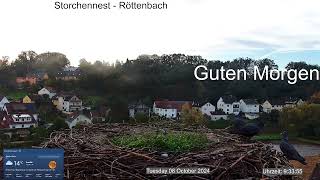 2024 10 08 Storchennest Röttenbach ist jetzt ein Taubenplatz 🤣🤣🤣