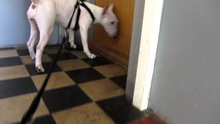 Bull terrier up the stairs