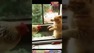 cock and cat funny /cocks new funny video