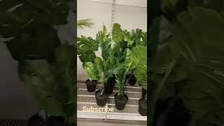 IKEA decoration plants idea