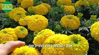 טגטס פרח עונה יפיפה לקיץ