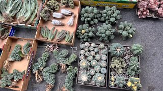 11/5 unbox: Astrophytum var & crested, obesa cluster, Senecio Anteuphorbium, Pachycereus marginatus