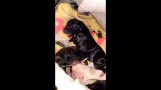 #SHORTS | PARTO de una perra RESCATADA | da a luz a 8 cachorros en casa!