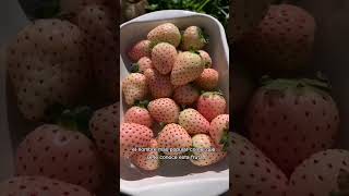 Pineberry FRESAS BLANCAS con sabor a PIÑA