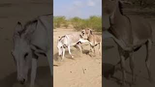 #donkey #animals #ytshortsvideo #funny #donkeyfarm #funnyanimal