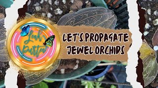 How to Propagate Jewel Orchids