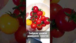 Это Вкусно! Урожай Комнатных Томатов #огороднаподоконнике  #томатынаподоконнике #томаты #огороддома