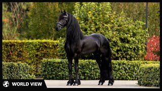 15 Most Beautiful Horses on Planet Earth