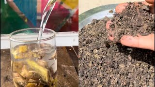 We Tested Homemade Fertilizers for Flowering Plants