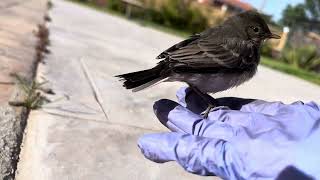 2隻小鳥掉入煙囪，拯救過程全紀錄！！🐦‍⬛🐥| ¡Dos pájaros cayeron en la chimenea y se registró el proceso de rescate!