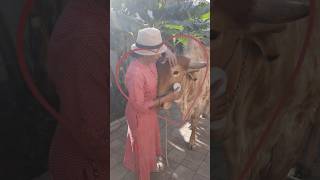 Golden Cow Kapila Gaiya Maiya Swarn Kapila gir cow cow video viral shorts cow love mintu #cow #short