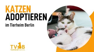 Eine Katze aus dem Tierheim Berlin adoptieren - so geht´s 😺