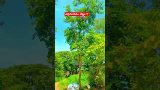 ఎర్రచందనం చెట్టు🌱 | #redsandalwood #tree #benfits #medicinalplant #viral #trending#reel#shorts#video