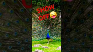 Look Show Off #subscribe #viral #shorts #birds #music #song #love