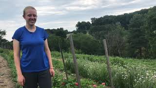 Annikas flower farm just about to burst into bloom