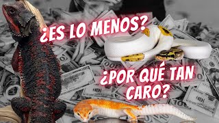 EP09 ¿Por qué son tan CAROS LOS REPTILES? Ve este video antes de comprar uno