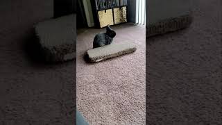 bunny eats cat scratcher toy