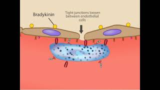 Inflamatory Response