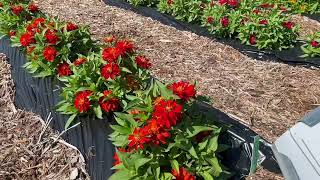 Takii Varieties Excel at Raker Roberta Trial Garden