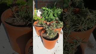 Plant Repotting 66 (Portulaca)...#youtubeshorts #shorts #green #trendingshorts #shortsviral #new