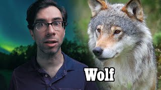 Grading Animals Wolf