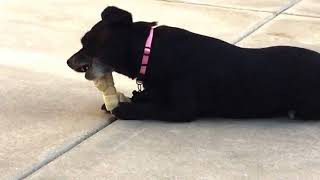 Beans chewing on her bone 12/21/14