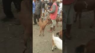 #kambingkambing #goat #peternakankambing