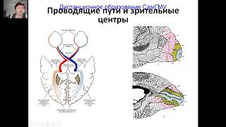 Патология глазного дна часть 1