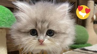 😂 Funniest Cats and Dogs Videos 😺🐶 || 🥰😹 Hilarious Animal Compilation №431