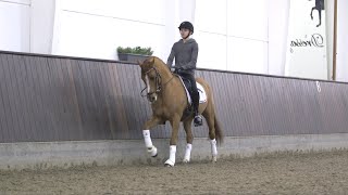 Ponydressur - kontragalop / Pony dressage - counter canter