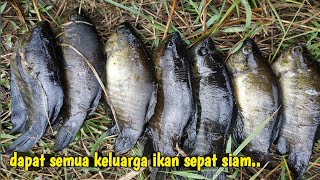 Gak mau pulang!! Mancing ikan sepat siam umpan daging ayam