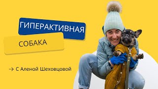 Если у вас гиперактивная собака.  Что делать с гиперактивной собакой?