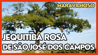 jequitiba rosa de eugenio de melo em São josé dos campos - as maravilhas  zona leste- cidade de #sjc