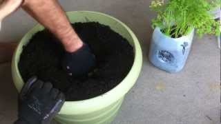 GROW Organic Carrots at HOME: The Organic Carrot Jug