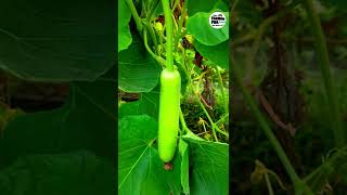 Bottlegourd farming। लौकी की खेती #farmingprofessionals#farming#vegetables