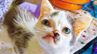 Kitten Born With Deformity Makes Totally Unexpected Transformation