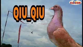 QIU-QIU | masih menggilla diTEAM ELITE |burung merpati kolong tiggian