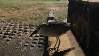 Catching fish for birds #fishing #hawaii #birds #fish