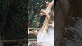 pandanya lagi santai | taman safari indonesia